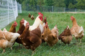 free-range-chickens